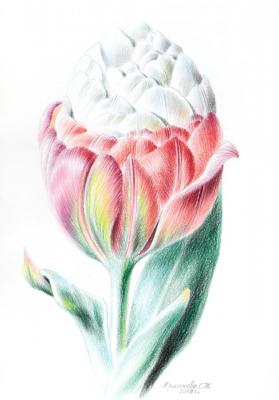 Tulip Ice Cream. Khrapkova Svetlana