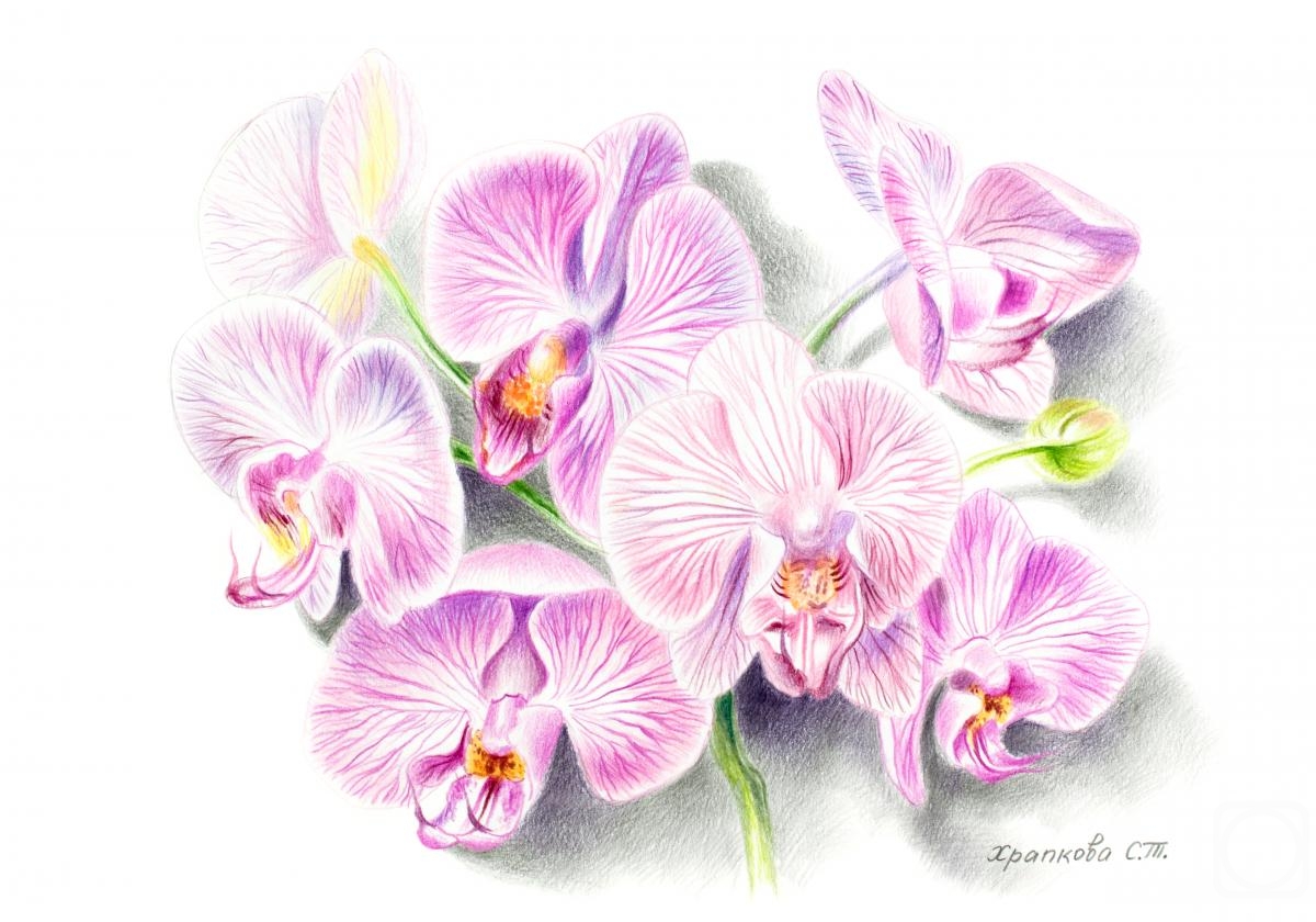 Khrapkova Svetlana. Phalaenopsis orchid