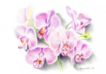 Phalaenopsis orchid. Khrapkova Svetlana
