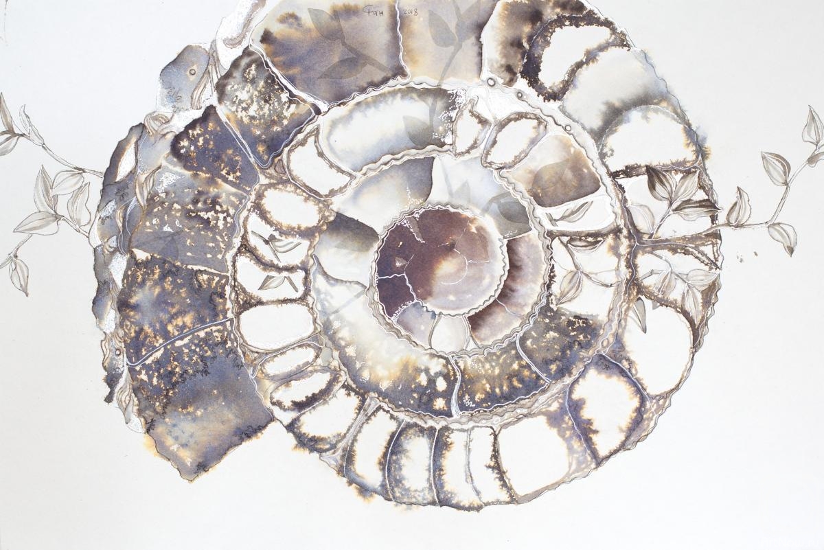 .  . Art Ammonite 1