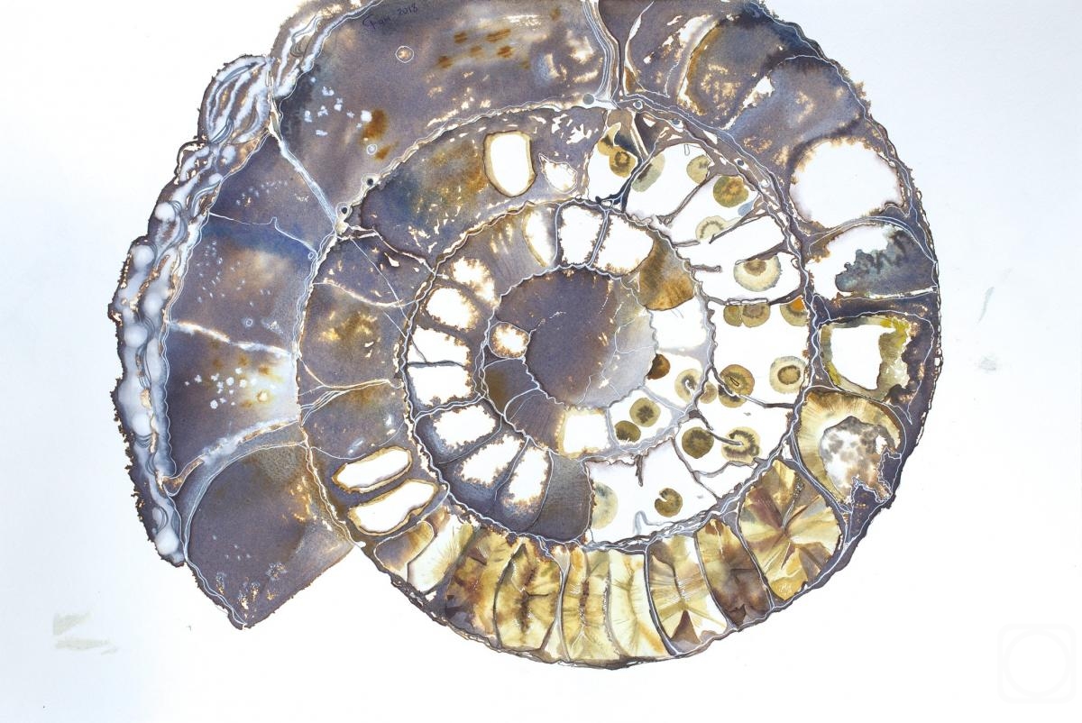 .  . Art Ammonite 3