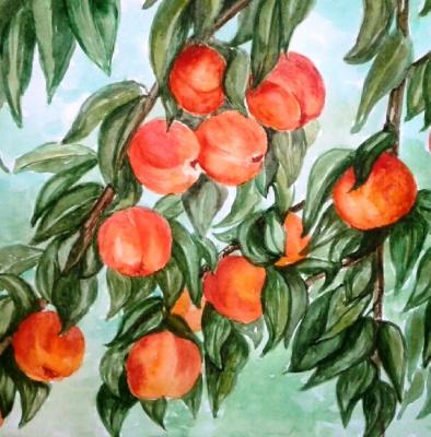 Apricot harvest. Khubedzheva Nataliya