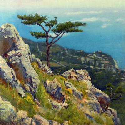 Mountain pine. Vidaikin Vladimir
