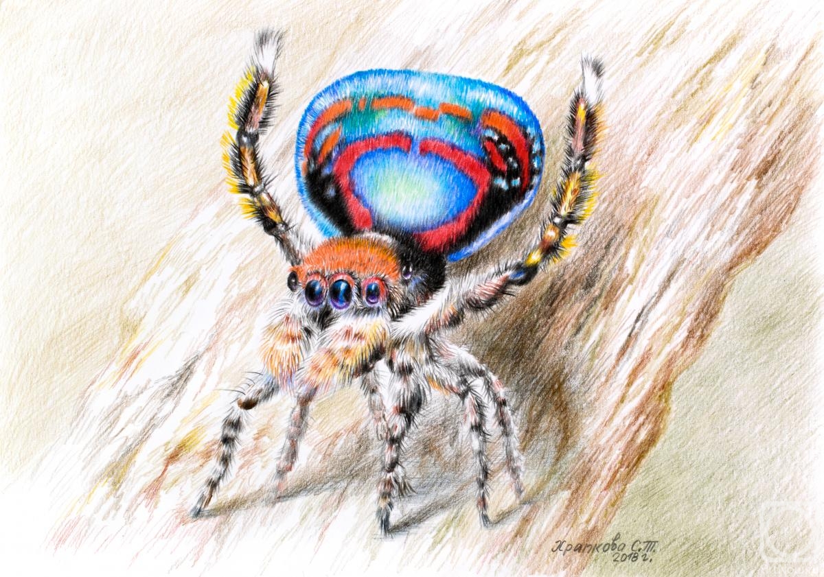 Khrapkova Svetlana. Peacock spider