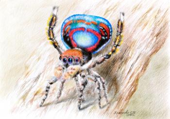 Peacock spider. Khrapkova Svetlana