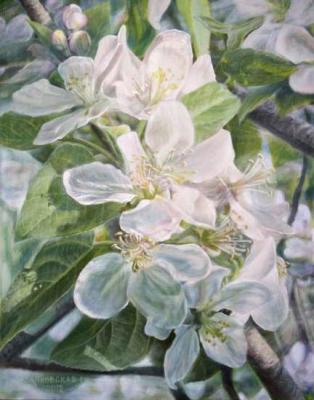 Flower of apple-tree. Kudryashov Galina