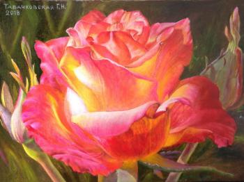 Rose flower. In the rays of the setting sun. Kudryashov Galina