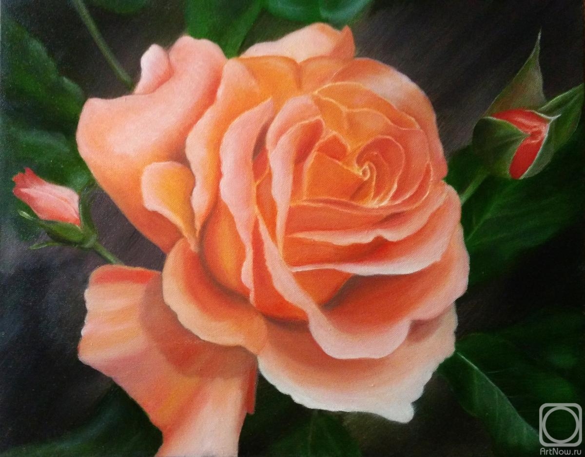 Sokolova Larisa. Pink rose