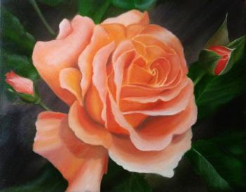 Pink rose. Sokolova Larisa