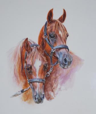 Double portrait of Arabian horses