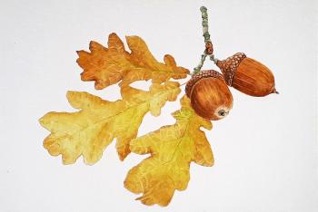 A branch of oak with acorns. Metchenko Elena