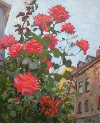 Sofia, roses on the street Tsvetan Minkov. Dobrovolskaya Gayane