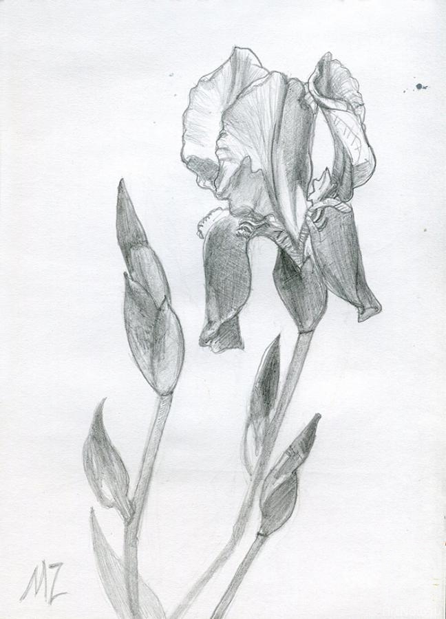 Zozoulia Maria. Irises
