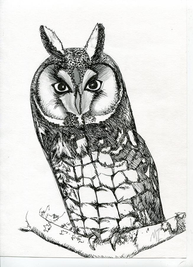 Zozoulia Maria. Owl