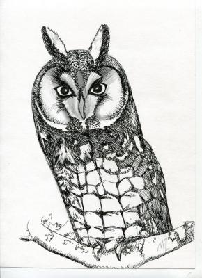 Owl. Zozoulia Maria