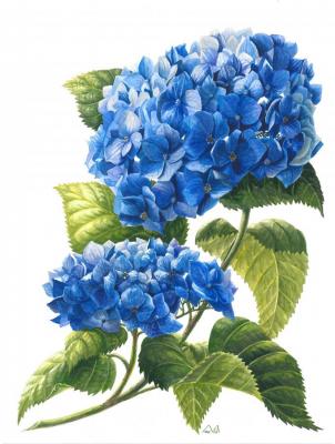 Hydrangea