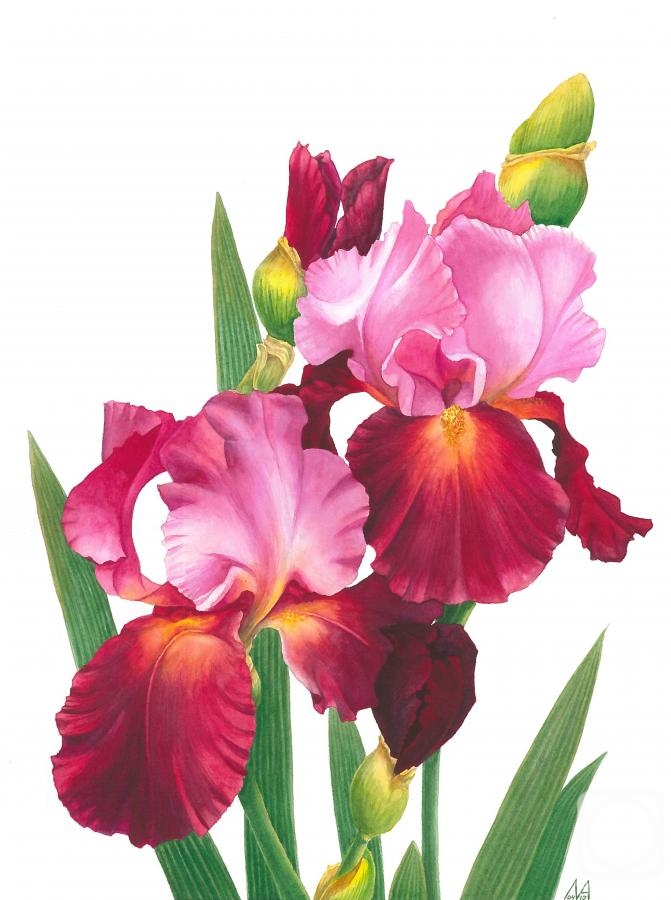 Pavlovskaya Mariya. Irises