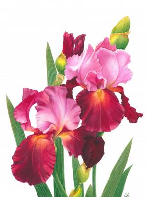 Irises. Pavlovskaya Mariya