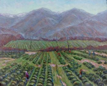 On a tea plantation. Abdullaev Vadim