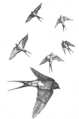 Birds. Swallows