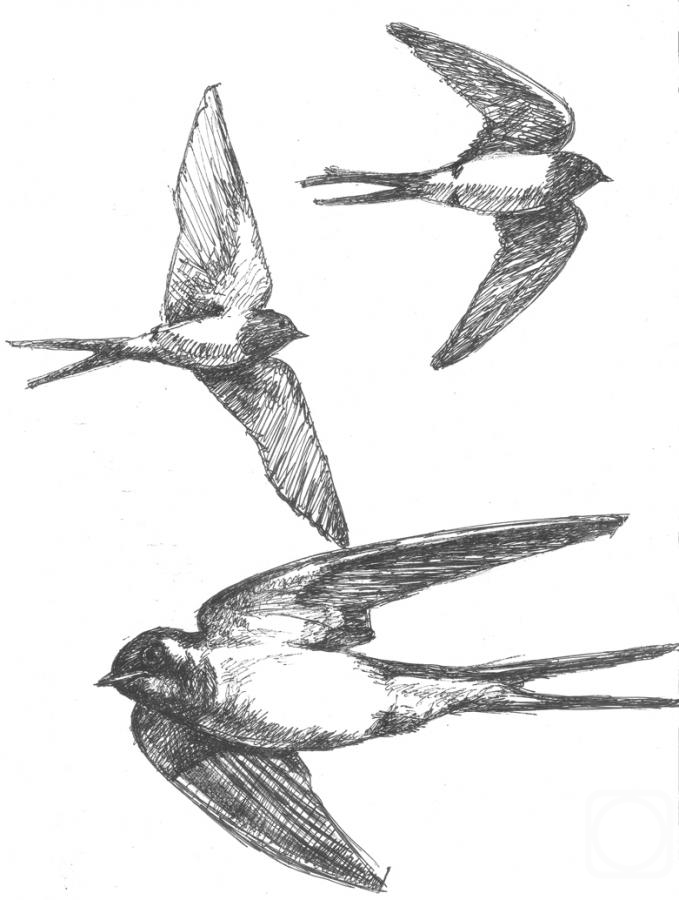 Belyakov Alexandr. Birds. Swallows 2