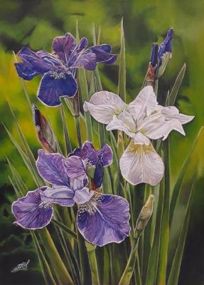 "Irises. Savelyshkina Yulia