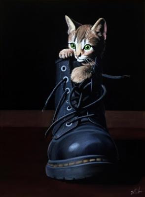 Kitten in a shoe