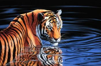 Tiger in the Water. Ebzeev Shaharbi
