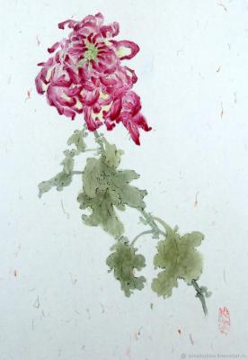 Chrysanthemum. Engardo Anna