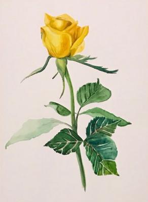 Yellow Rose. Lukaneva Larissa