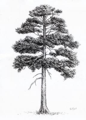 Just Pine. Bystrushkina Ekaterina