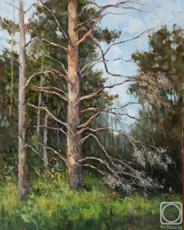 Serebrennikova Larisa. Old pine