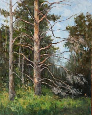 Old pine. Serebrennikova Larisa