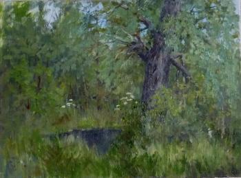Old willow. Shatalov Sergey