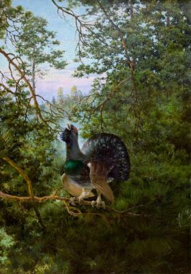 Current capercaillie