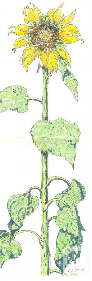 �������. ������� ����. ���������