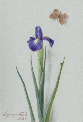 Iris (Botanical Illustration). Goryanaya Julia