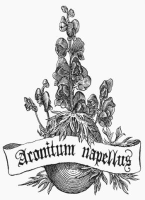 Aconitum Napellus.  