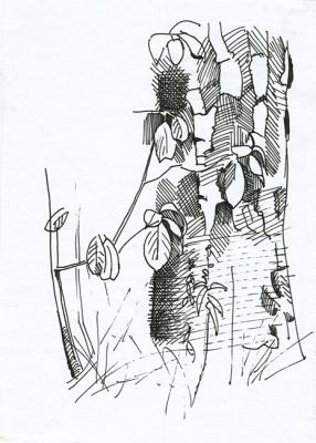 Birch Trunk (Sketch). Yudaev-Racei Yuri