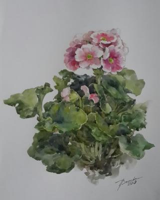 Pelargonium (). Volkova Tatiana