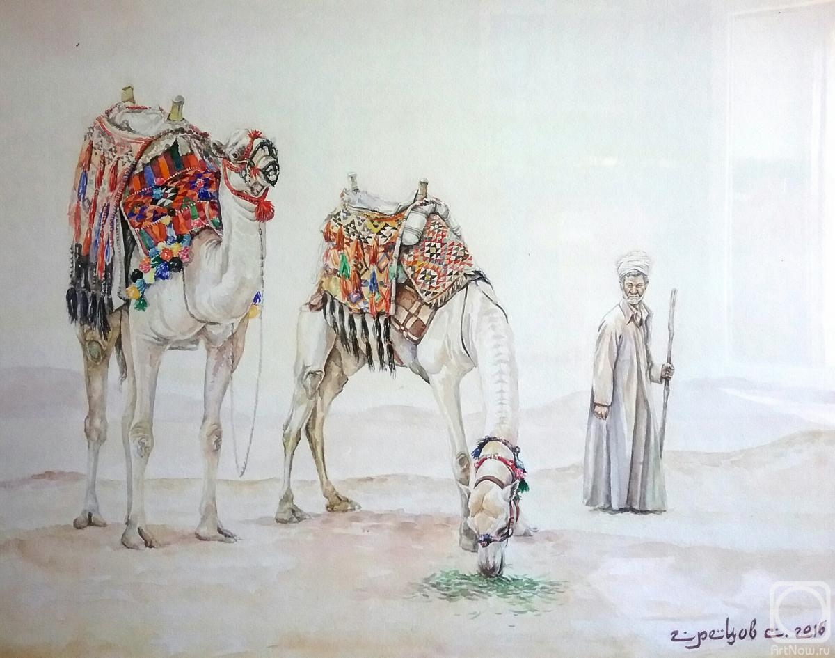 Gretsov Sergei. Cairo. Camel