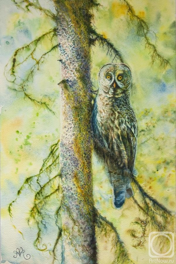 Abramova Anna. Owl