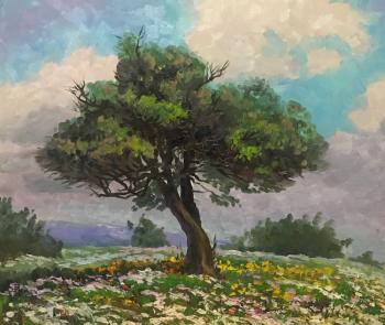 Olive tree.Cyprus.It's spring. Stepanov Pavel