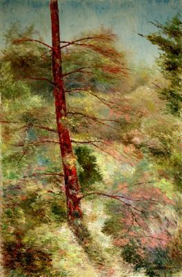 Alone Pine (). Volosov Vladmir
