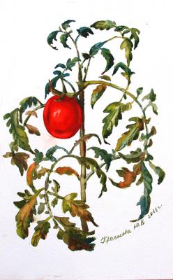 A tomato. Krasnova Yulia