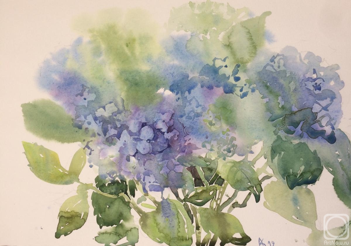 Kurnosenko Antonina. Hydrangea