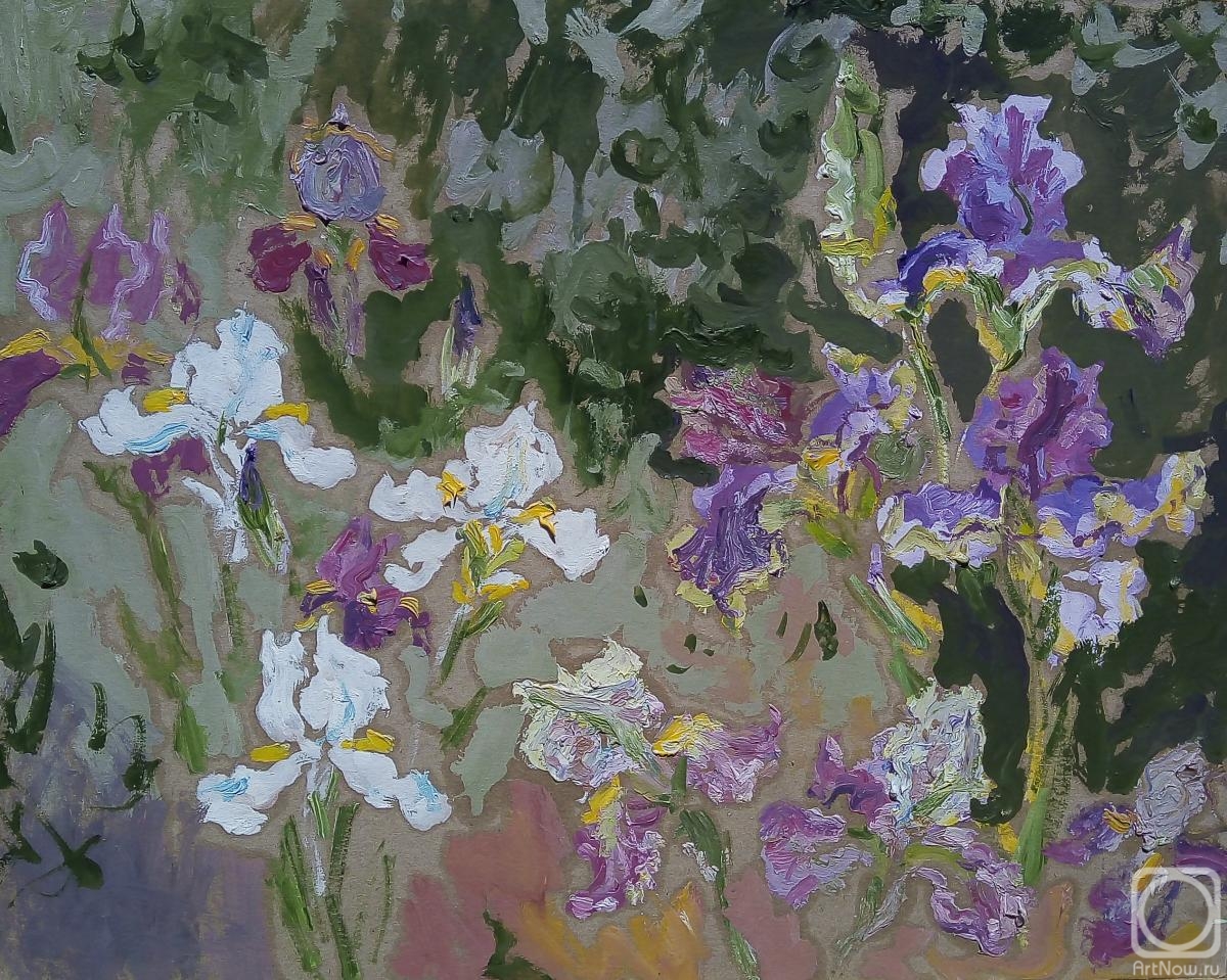 Sechko Xenia. Irises in the garden
