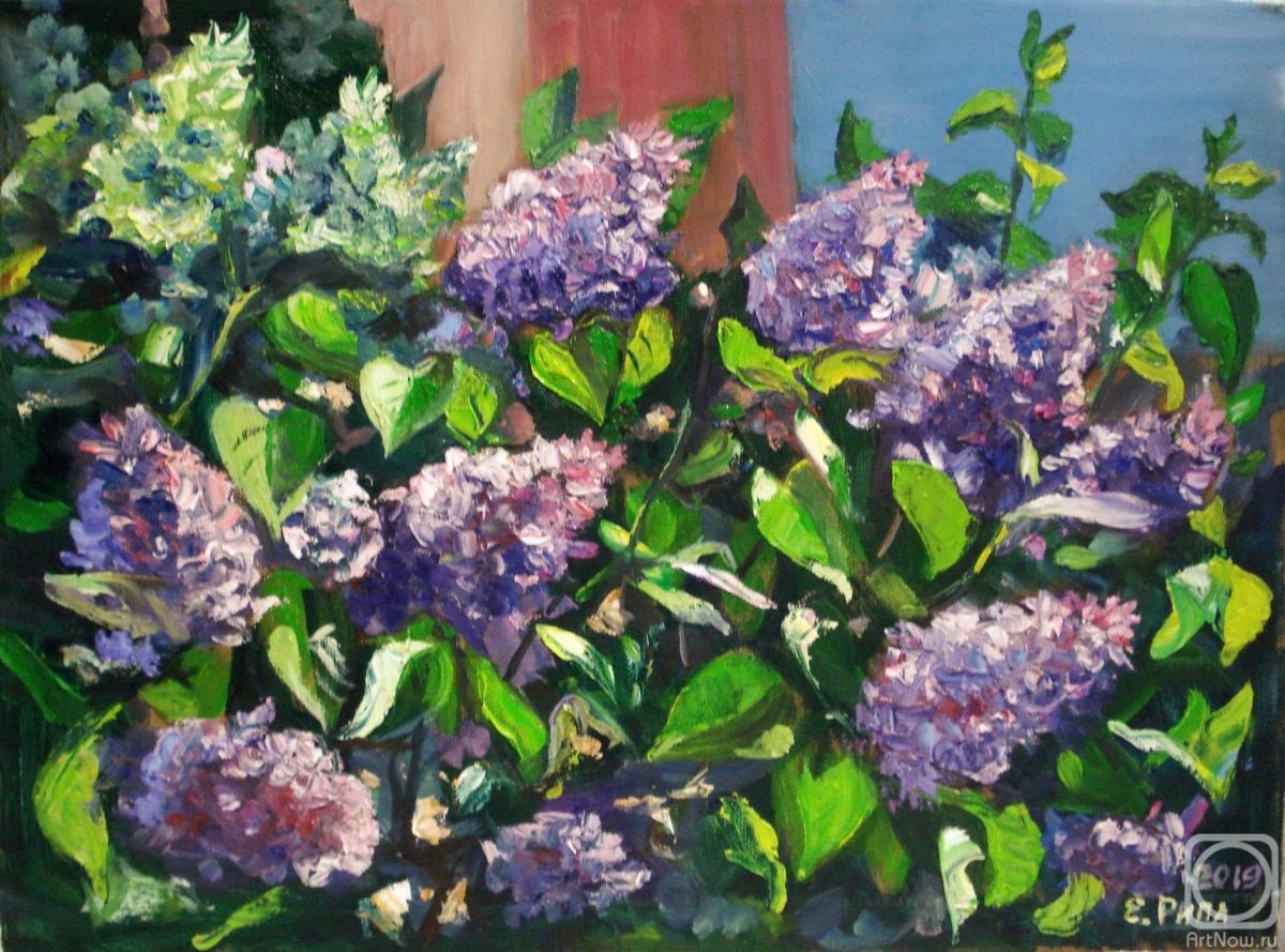 Ripa Elena. Lilac bush