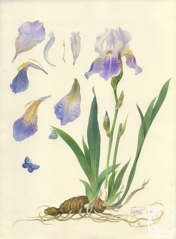 Pugachev Pavel. Iris and blue