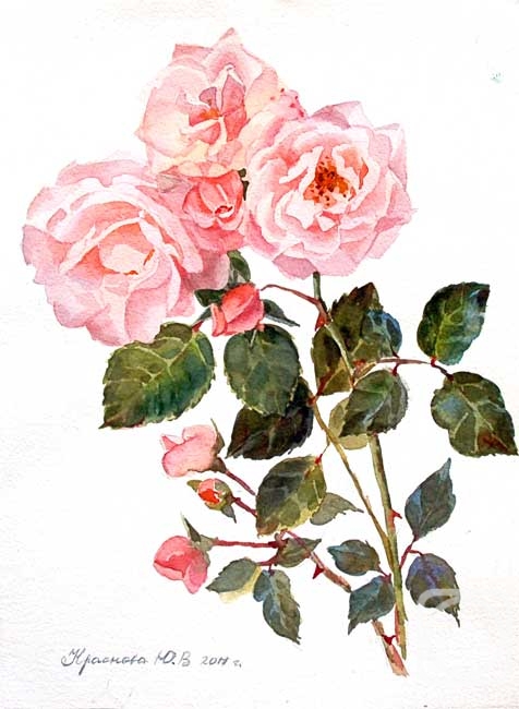 Krasnova Yulia. Garden roses